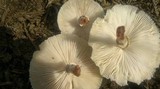 Chlorophyllum hortense image