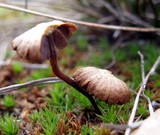 Psilocybe montana image