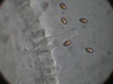 Pholiota highlandensis image