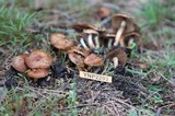 Pholiota highlandensis image