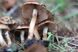 Pholiota highlandensis image