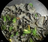 Leptogium joergensenii image