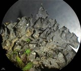 Leptogium joergensenii image
