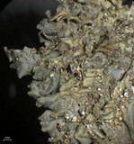 Leptogium joergensenii image