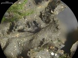 Leptogium joergensenii image