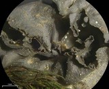 Leptogium joergensenii image
