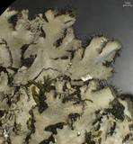 Phaeophyscia hispidula image