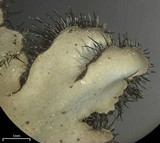 Phaeophyscia hispidula image