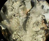 Phaeophyscia hispidula image