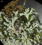 Polyblastidium japonicum image