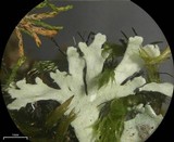 Polyblastidium japonicum image