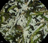 Polyblastidium japonicum image