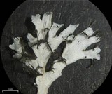 Polyblastidium japonicum image