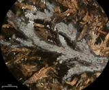 Polyblastidium japonicum image