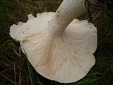Leucopaxillus albissimus image