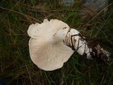 Leucopaxillus albissimus image