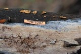 Hyphodontia quercina image