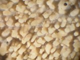Hyphodontia quercina image