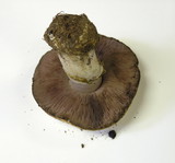 Agaricus silvicola image