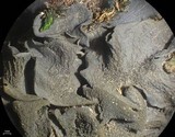 Leptogium arsenei image