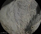 Leptogium arsenei image