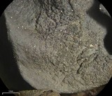 Leptogium arsenei image