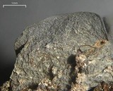 Leptogium arsenei image