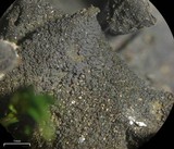 Leptogium arsenei image