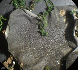 Leptogium burnetiae image
