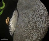 Leptogium burnetiae image