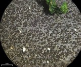 Leptogium burnetiae image