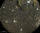 Leptogium burnetiae image