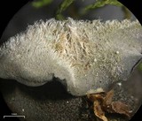Leptogium burnetiae image