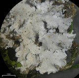 Pannaria tavaresii image