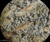 Pannaria tavaresii image
