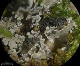 Pannaria tavaresii image