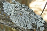 Physcia biziana image
