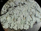 Physcia biziana image