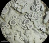 Physcia biziana image