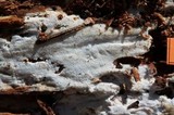 Sidera lenis image