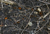 Caloscypha fulgens image