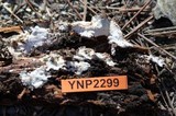 Cinereomyces lindbladii image