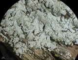 Physcia dimidiata image