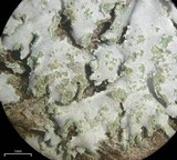 Physcia dimidiata image