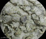 Physcia dimidiata image