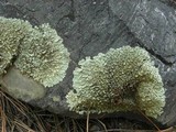 Xanthoparmelia cumberlandia image