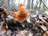 Gyromitra brunnea image