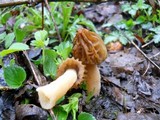 Morchella punctipes image