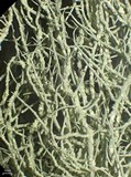 Usnea lapponica image