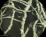 Usnea lapponica image